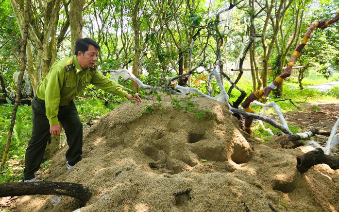 Lắp camera bảo vệ c&acirc;y muội hồng tang vật - Ảnh 1.