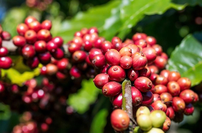 Gi&aacute; c&agrave; ph&ecirc; h&ocirc;m nay 3 - 4 giảm mạnh , mốc 90 . 000 Đồng / kg lung lay - Ảnh 3.