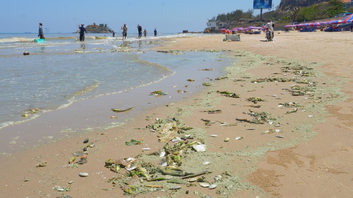 Khảo sát biển Vũng Tàu khi xuất hiện nước đổi màu, bọt trắng? - Ảnh 3.