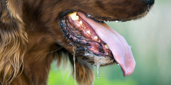 Người đ&agrave;n &ocirc;ng ti&ecirc;n lượng xấu sau gần một năm bị ch&oacute; con cắn - Ảnh 1.