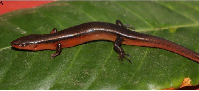 Một lo&agrave;i thằn lằn mới vừa được ph&aacute;t hiện tại Vườn Quốc gia Vũ Quang - Ảnh 1.