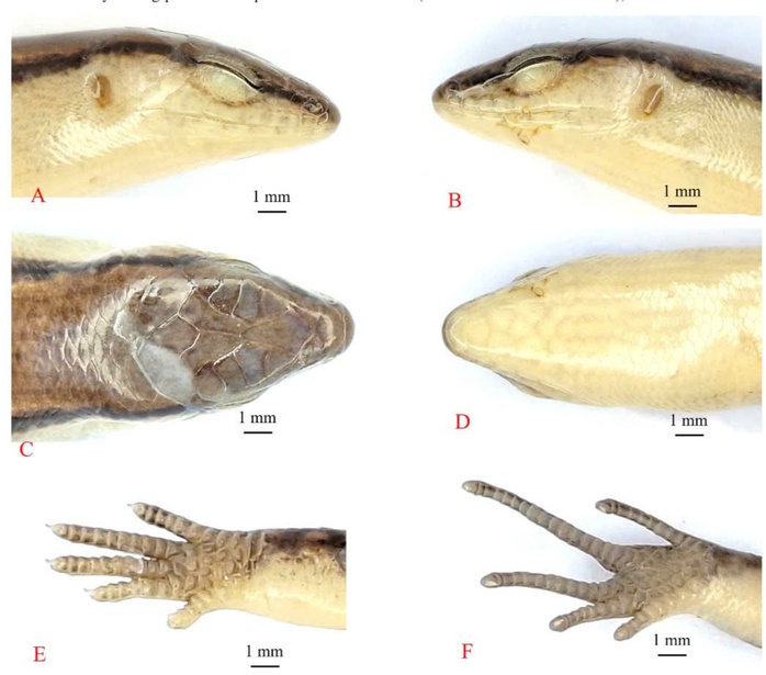 Một lo&agrave;i thằn lằn mới vừa được ph&aacute;t hiện tại Vườn Quốc gia Vũ Quang - Ảnh 3.