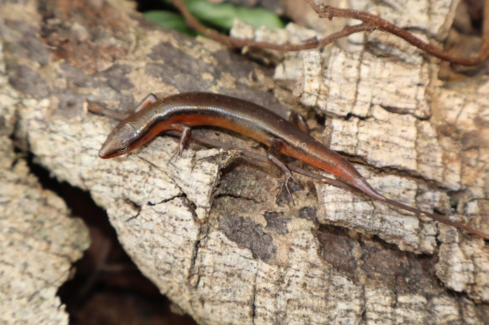 Một lo&agrave;i thằn lằn mới vừa được ph&aacute;t hiện tại Vườn Quốc gia Vũ Quang - Ảnh 2.