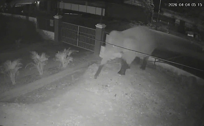 VIDEO: Voi rừng đi dạo trên quốc lộ, phá rào vào trường học - Ảnh 1.