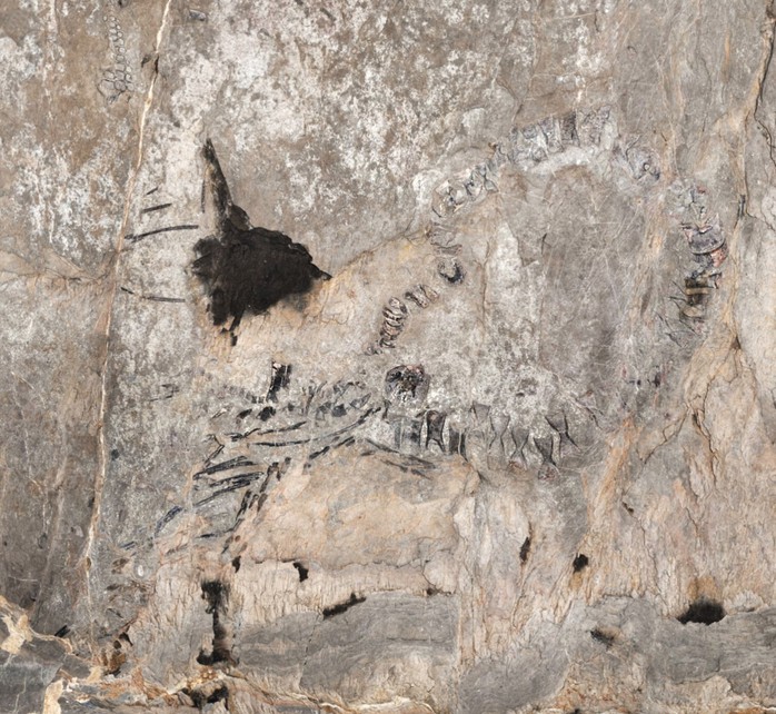 Thủy qu&aacute;i 145 triệu tuổi chưa r&otilde; lo&agrave;i g&igrave; "trỗi dậy" ở Cuba - Ảnh 1.