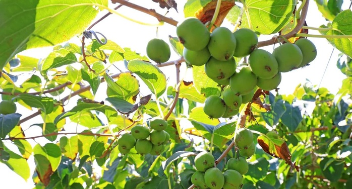 Lo&agrave;i c&acirc;y dại ở ch&acirc;u &Aacute; c&oacute; thể l&agrave; khắc tinh của ung thư phổi - Ảnh 1.