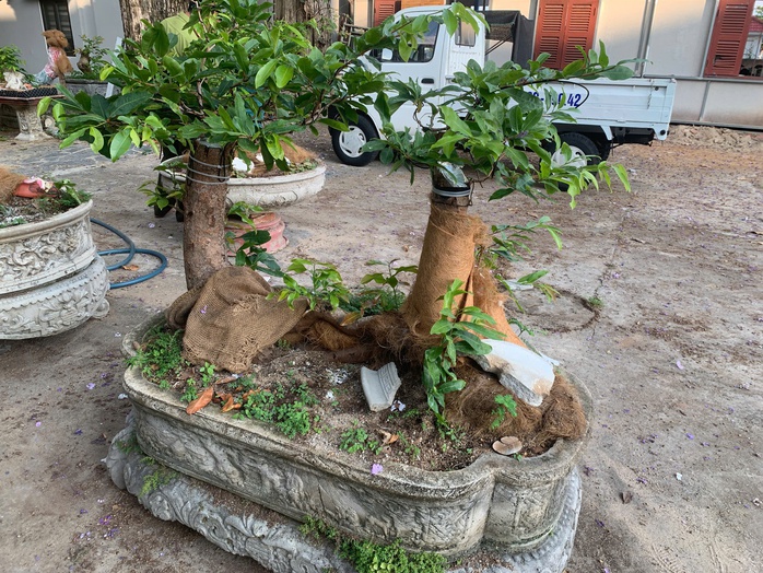 Phạt tiền v&agrave; tịch thu 42 c&acirc;y mai v&agrave;ng kh&ocirc;ng r&otilde; nguồn gốc tại C&ocirc;n Đảo - Ảnh 2.