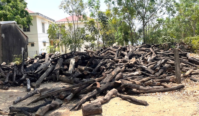 N&oacute;ng t&igrave;nh trạng ph&aacute; rừng tại gia Lai cần được xử l&yacute; nghi&ecirc;m trong năm 2026 - Ảnh 3.