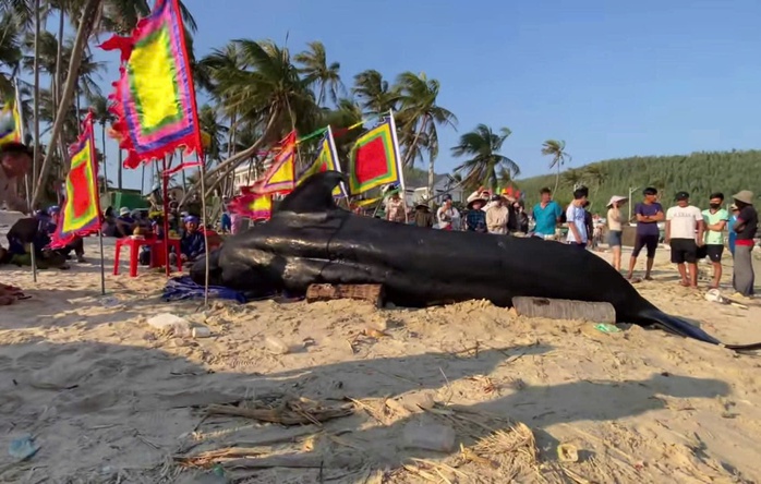 Cá Ông 2 tấn dạt vào bờ biển Vịnh hòa , người dân an táng theo phong tục - Ảnh 2. Cá Ông 2 tấn dạt vào bờ biển Vịnh hòa , người dân an táng theo phong tục - Ảnh 2.