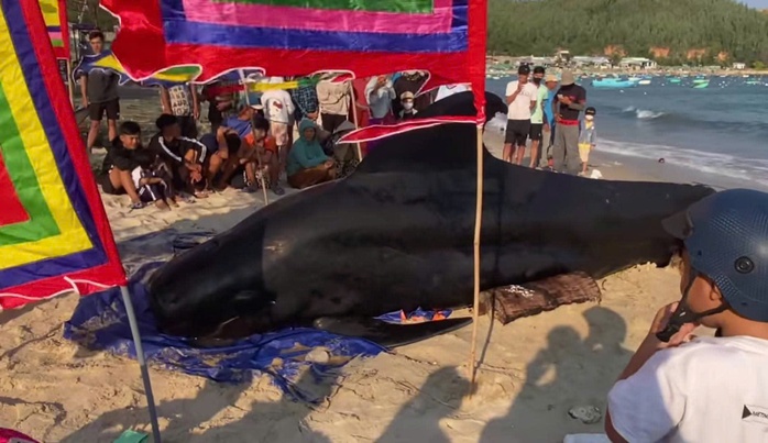 Cá Ông 2 tấn dạt vào bờ biển Vịnh hòa , người dân an táng theo phong tục - Ảnh 1. Cá Ông 2 tấn dạt vào bờ biển Vịnh hòa , người dân an táng theo phong tục - Ảnh 1.