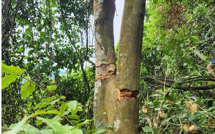 Vụ bất thường c&acirc;y rừng tự nhi&ecirc;n bị triệt hạ: Sau hơn 1 năm đ&atilde; x&aacute;c định được thủ phạm - Ảnh 3.