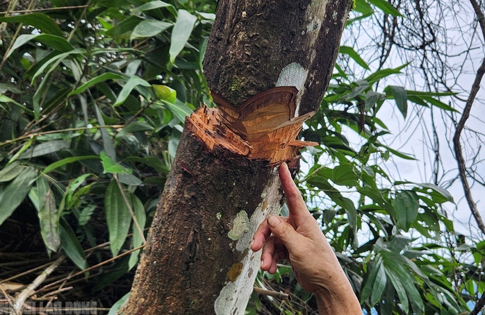 Vụ bất thường c&acirc;y rừng tự nhi&ecirc;n bị triệt hạ: Sau hơn 1 năm đ&atilde; x&aacute;c định được thủ phạm - Ảnh 6.