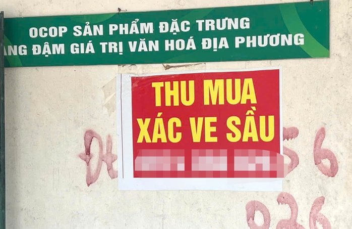 Người dân Gia Lai đổ xô tìm xác ve sầu bán với giá cao kỷ lục 2026 - Ảnh 4. Người dân Gia Lai đổ xô tìm xác ve sầu bán với giá cao kỷ lục 2026 - Ảnh 4.