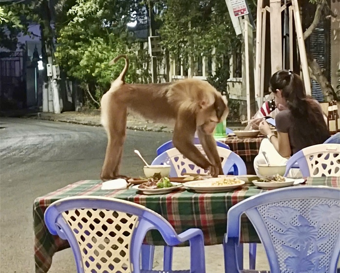 Khỉ lạ đeo vòng cổ, lao lên bàn bởi thức ăn ở Vũng Tàu - Ảnh 1.