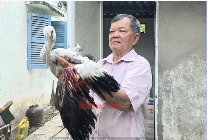 Vĩnh Long: Cứu đ&agrave;n c&ograve; ốc q&uacute;y hiếm giữa hiểm họa săn trộm - Ảnh 11.