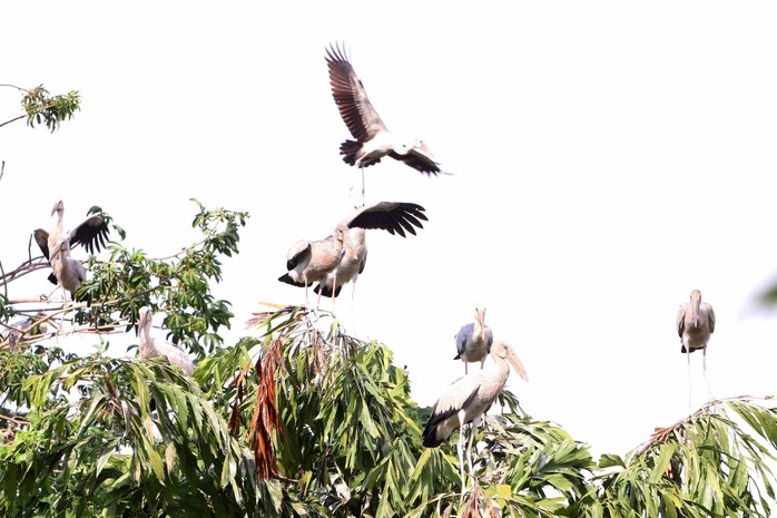 Vĩnh Long: Cứu đ&agrave;n c&ograve; ốc q&uacute;y hiếm giữa hiểm họa săn trộm - Ảnh 3.
