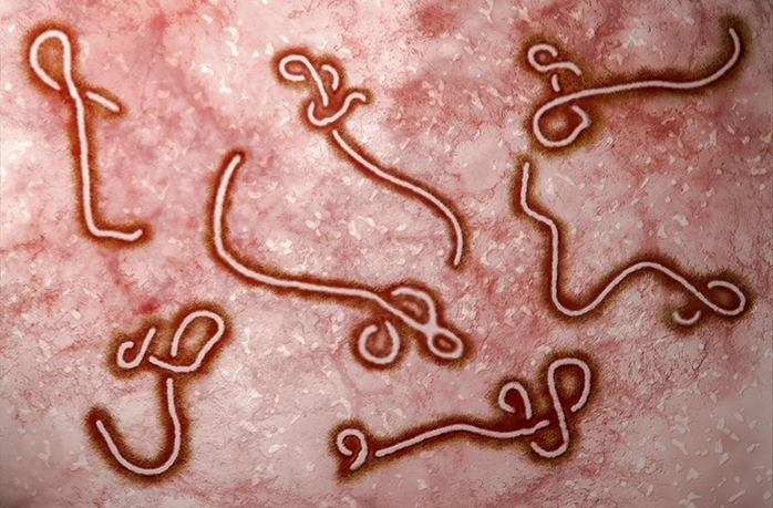 WHO n&acirc;ng mức cảnh b&aacute;o dịch Ebola l&ecirc;n khẩn cấp, Bộ Y tế l&ecirc;n tiếng - Ảnh 1.