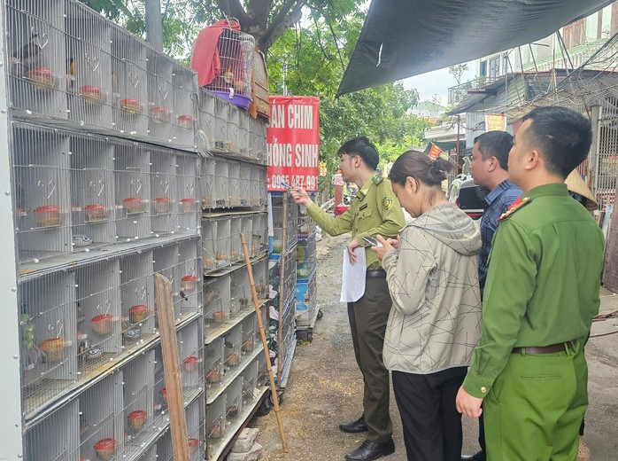 Tạm giữ gần 1.000 c&aacute; thể chim hoang d&atilde; tại 3 cửa h&agrave;ng chim cảnh - Ảnh 1.