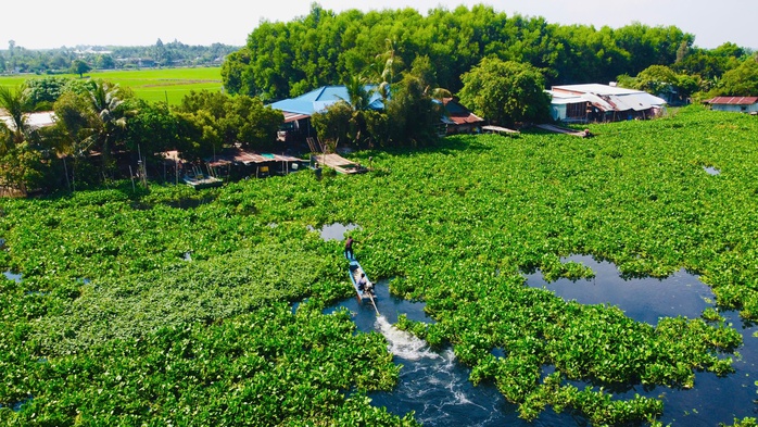 Nước bẩn, l&uacute;a "kh&aacute;t" b&ecirc;n d&ograve;ng V&agrave;m Cỏ Đ&ocirc;ng - Ảnh 1.