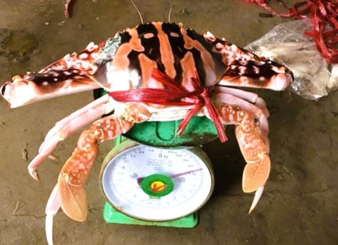 Ghẹ đỏ l&agrave; hải sản g&igrave; m&agrave; c&oacute; gi&aacute; tới 1,7 triệu đồng/kg ở Sầm Sơn - Ảnh 1.