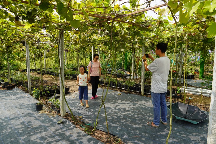  Thưởng thức miễn phí tại vườn nho Ninh Thuận giữa lòng làng hoa Sa Đéc - Ảnh 3.