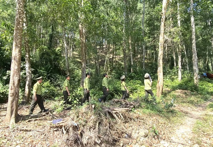 Gia Lai “gom” 29 ban quản lý rừng phòng hộ về một đầu mối - Ảnh 1.