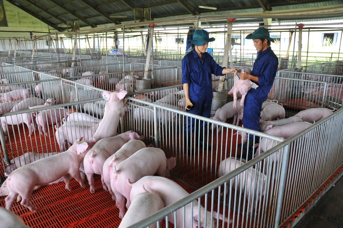 Giá heo hơi hôm nay, 21-5: Có biến động ở hai đầu vùng miền - Ảnh 1.