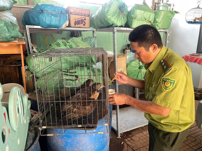 Người dân Đắk Lắk giao nộp động vật qúy hiếm tê tê Java và chim diều hoa Miến Điện - Ảnh 2.