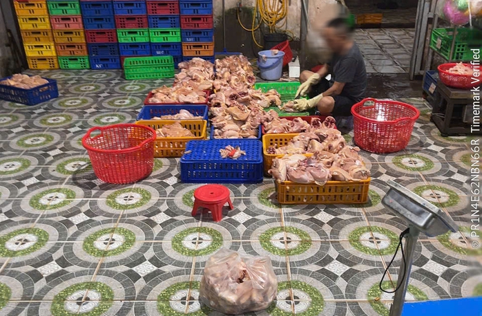 TPHCM phát hiện cơ sở giết mổ gia cầm trái phép lúc gần 3 giờ sáng - Ảnh 1. TPHCM phát hiện cơ sở giết mổ gia cầm trái phép lúc gần 3 giờ sáng - Ảnh 1.