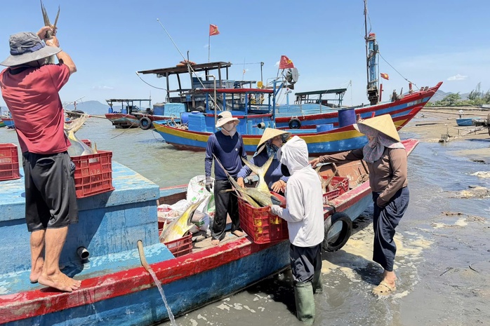 Ngư dân phấn khởi khi trúng đậm “lộc biển” - Ảnh 5.