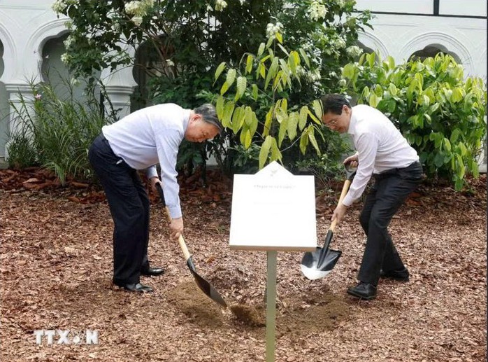 Tổng B&iacute; thư, Chủ tịch nước T&ocirc; L&acirc;m v&agrave; Thủ tướng Lawrence Wong trồng c&acirc;y tại Vườn B&aacute;ch thảo Singapore - Ảnh 1.