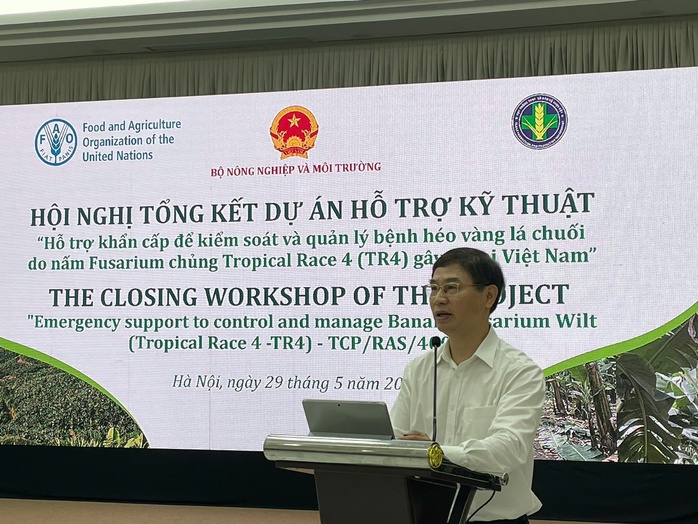 Cứu ng&agrave;nh chuối khỏi bệnh h&eacute;o v&agrave;ng l&aacute; chuối g&acirc;y thiệt hại triệu USD mỗi năm - Ảnh 1.