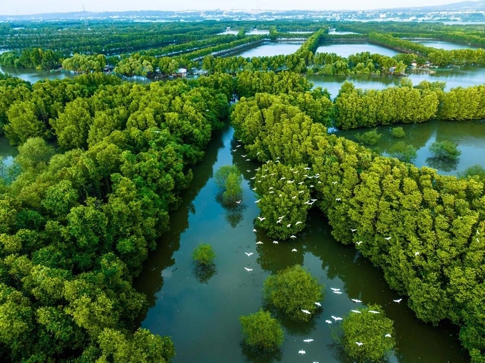 Bất ngờ đ&agrave;n chim qu&yacute; hiếm h&agrave;ng trăm c&aacute; thể xuất hiện ở đầm Thị Nại - Ảnh 2.