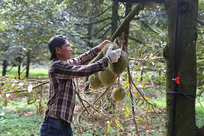 "Tấm v&eacute; th&ocirc;ng h&agrave;nh" cho n&ocirc;ng sản xuất khẩu - Ảnh 5.