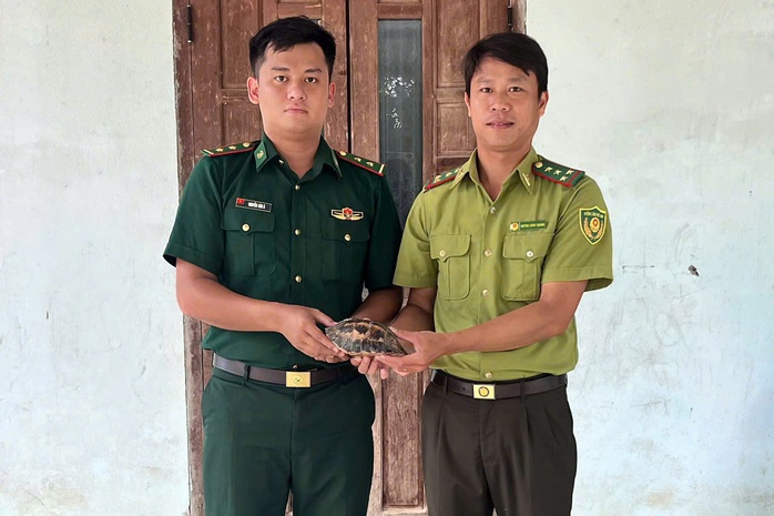 Người dân giao nộp động vật cực kỳ nguy cấp Tại TP Huế , rùa hộp trán vàng được cứu - Ảnh 1. Người dân giao nộp động vật cực kỳ nguy cấp Tại TP Huế , rùa hộp trán vàng được cứu - Ảnh 1.