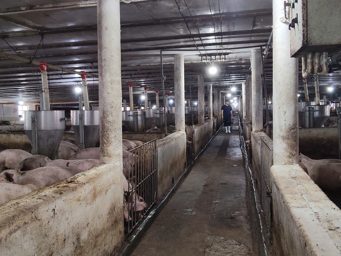 L&aacute; chắn sinh học bảo vệ đ&agrave;n heo trước dịch bệnh - Ảnh 4.