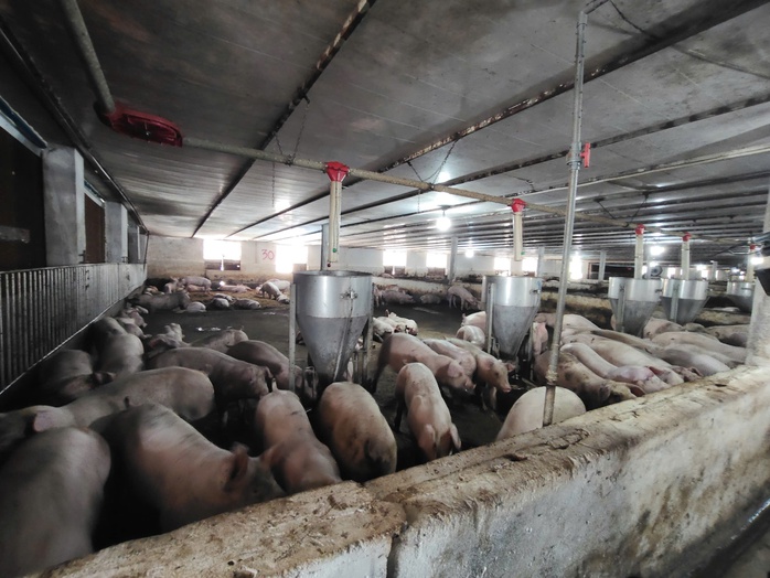 L&aacute; chắn sinh học bảo vệ đ&agrave;n heo trước dịch bệnh - Ảnh 1.