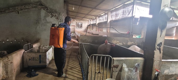L&aacute; chắn sinh học bảo vệ đ&agrave;n heo trước dịch bệnh - Ảnh 3.