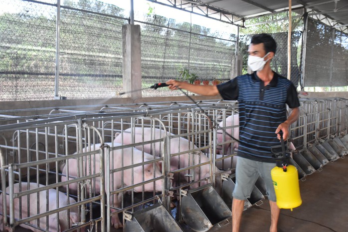 L&aacute; chắn sinh học bảo vệ đ&agrave;n heo trước dịch bệnh - Ảnh 2.