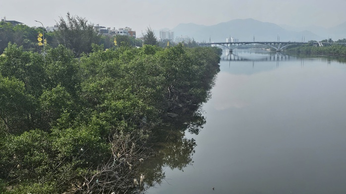 Khánh Hòa: Chi 572 triệu đồng để chặt hàng cây xanh rì dọc sông Quán Trường? - Ảnh 2.