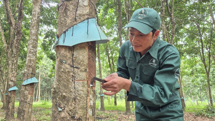 Thu nhập cao từ nghề cao su - Ảnh 1.