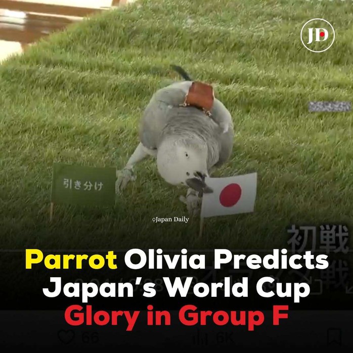 Vẹt “tiên tri” bất ngờ về tuyển Nhật Bản tại World Cup 2026 - Ảnh 1. Vẹt “tiên tri” bất ngờ về tuyển Nhật Bản tại World Cup 2026 - Ảnh 1.