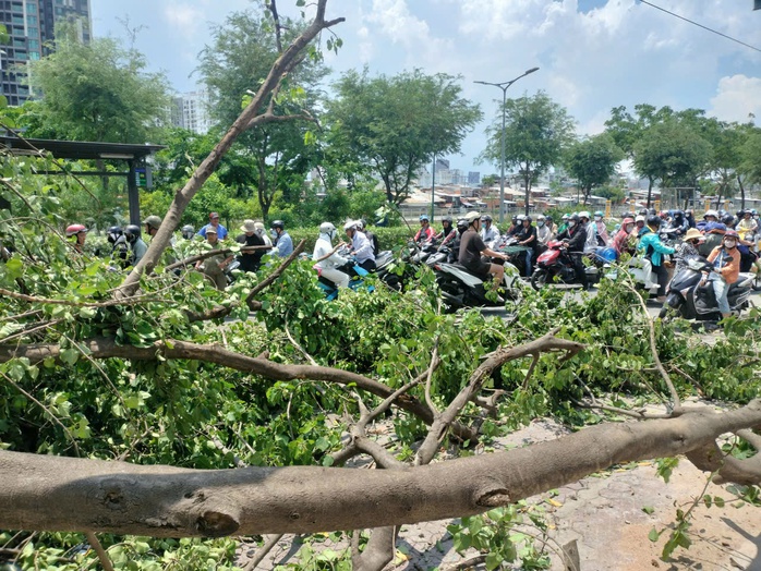 Cây bồ đề hơn 30 năm bật gốc đè xe tải ở TPHCM gây ùn tắc giao thông - Ảnh 5. Cây bồ đề hơn 30 năm bật gốc đè xe tải ở TPHCM gây ùn tắc giao thông - Ảnh 5.