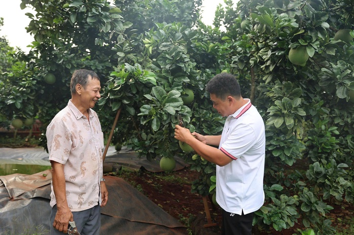 Chàng trai bỏ giảng đường, đưa bưởi da xanh chinh phục thị trường quốc tế - Ảnh 4.