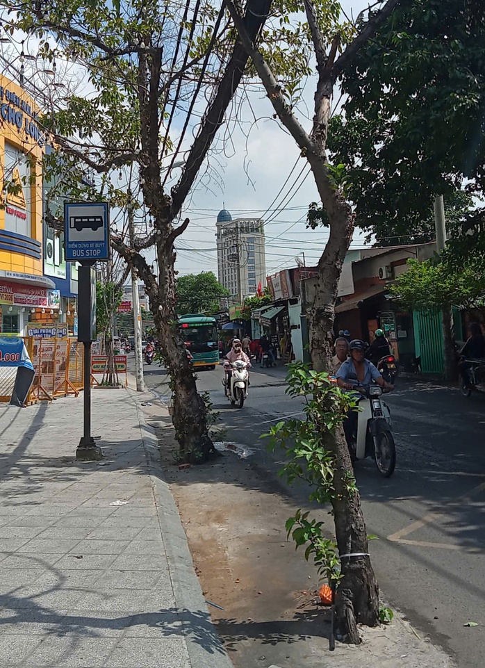 Mối nguy từ cây xanh - Ảnh 1.