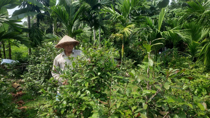 "Lá phổi xanh" giữa lòng phố thị - Ảnh 2.