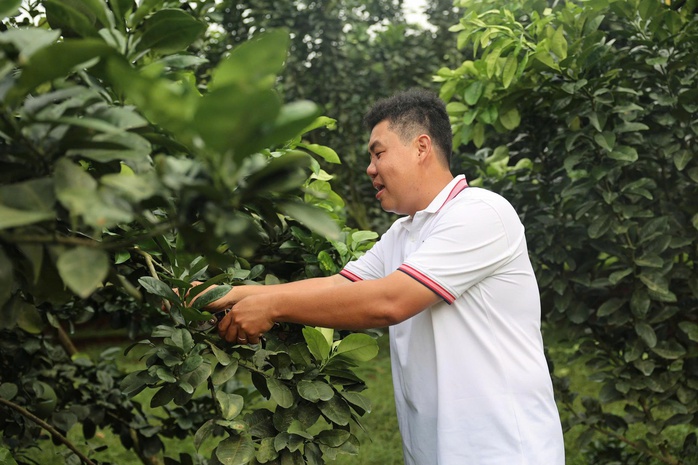 Chàng trai bỏ giảng đường, đưa bưởi da xanh chinh phục thị trường quốc tế - Ảnh 2.