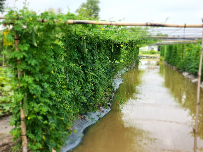 Từ đất phèn đến mô hình "Trên rau - Dưới cá" - Ảnh 3.