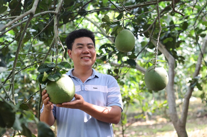 Chàng trai bỏ giảng đường, đưa bưởi da xanh chinh phục thị trường quốc tế - Ảnh 3.