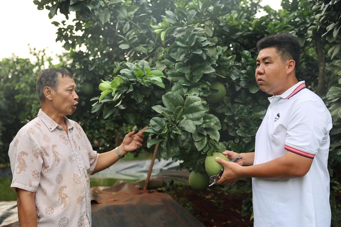 Chàng trai bỏ giảng đường, đưa bưởi da xanh chinh phục thị trường quốc tế - Ảnh 1.